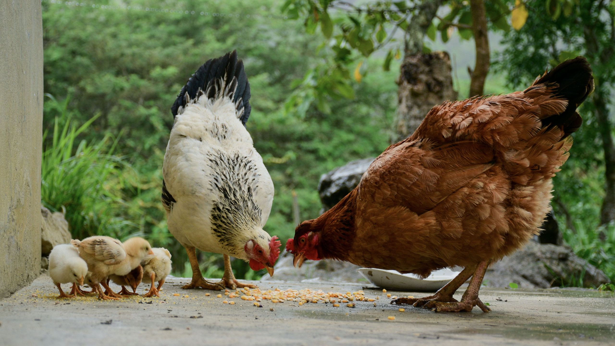 Kleintierhaltung im Garten Hugo Steiner